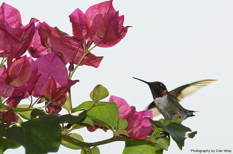Male Ruby-throated Hummingbird, Piedmont region, North Carolina.