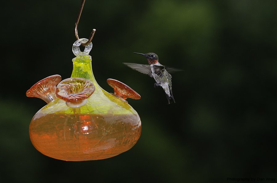 Male Ruby-throated Hummingbird at feeder.