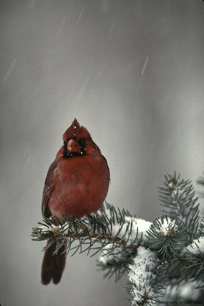 Male Cardinal sitting on evergreen branch in snow storm