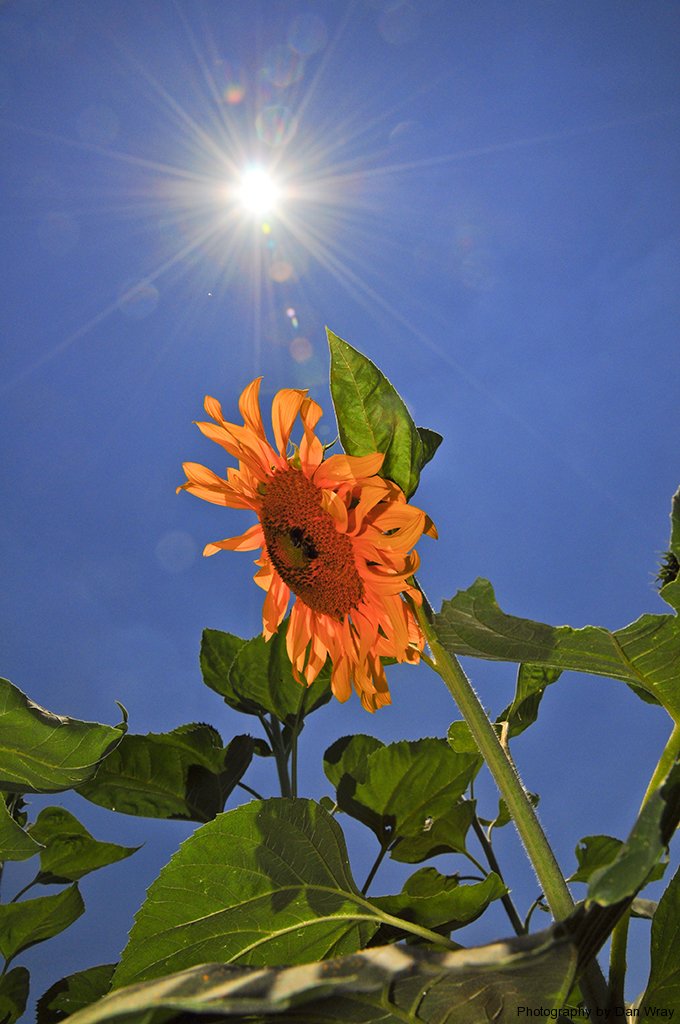 Giant Sunflower1