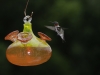 Male Ruby-throated Hummingbird at feeder.
