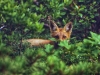 Young Red Fox, Cape Cod, Massachusetts