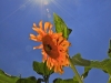 Giant Sunflower1