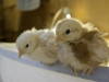 Two baby chickens perched on edge of plastic tub, being raised indoors.
