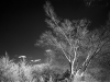 Infrared photo in black and white of forest and sky.