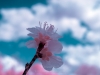 Infrared of an early Spring peach blossom against a fair weather sky.