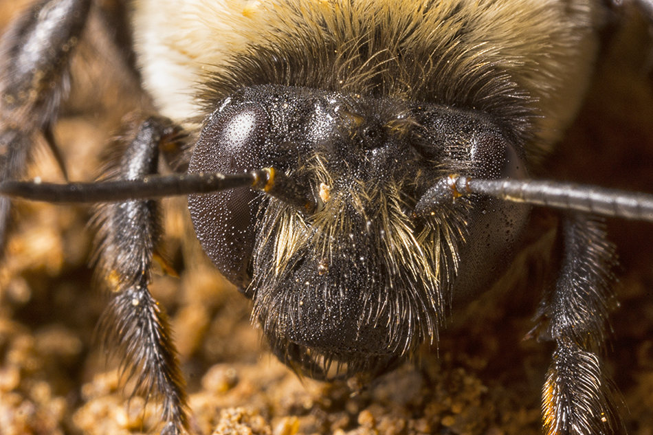 Extreme close-up (3X) of the head of a Digger Bee (Anthophorid Family), Piedmont of North Carolina.