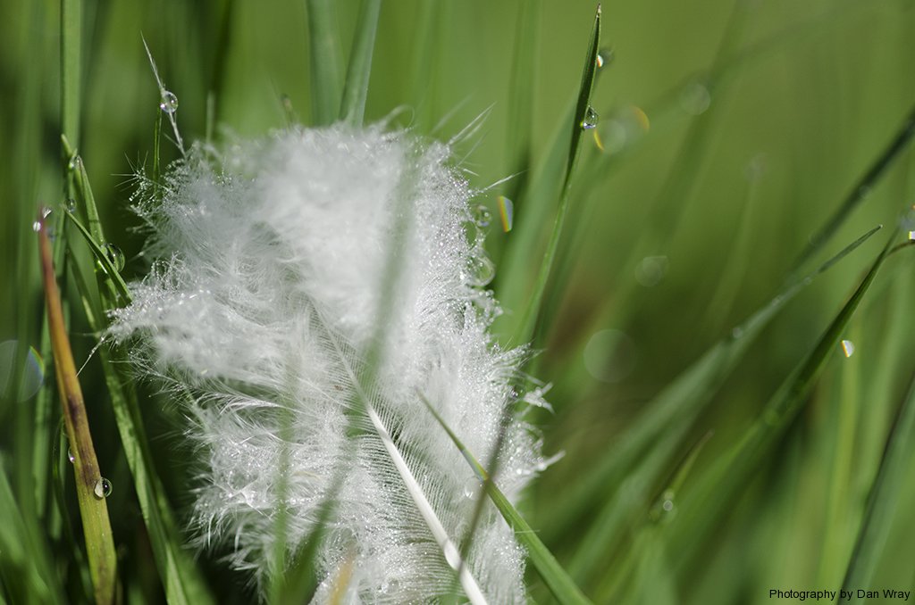 chicken feather in grass in morning dew.