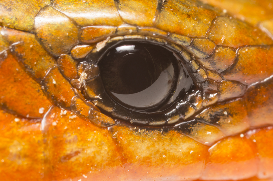 Extreme close-up of the eye of a Southeastern Skink, Piedmont of North Carolina.
