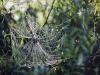 Dew covered orb spider web in the woods.