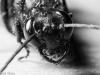 Extreme close-up of Steel-blue Cricket Hunter Wasp head