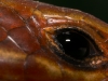Eye of a Southeastern Skink at about macro 4x