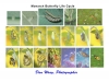 A promotionall piece showing images of the complete life cycle of the Monarch Butterfly.