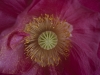 Close-up of domestic Poppy flower, with dusting of pollen.
