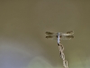 Restng Dragonfly