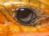 Extreme close-up of the eye of a Southeastern Skink, Piedmont of North Carolina.