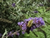 Hummingbird Moth, also known as Sphinx or Hawk Moth, on Butterfly Bush flower. Piedmont of North Carolina.