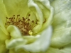 Yellow Rose close-up.