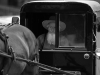 Amish Man driving carriage