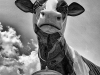 Giant PET cow, Mount Gilead, North Carolina.