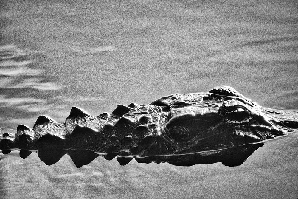 American Alligator, Everglades National Park, Florida.