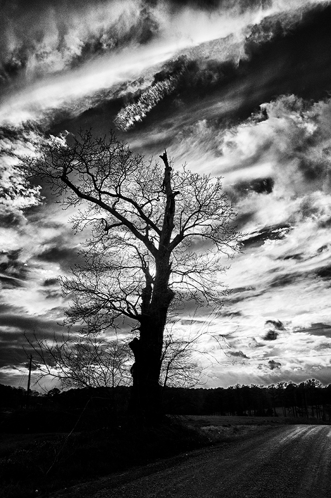 Barren tree along a farm road in Piedmont of North Carolina.