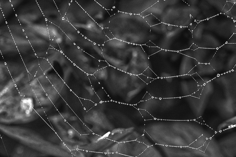 Orb-weaver spider web covered in dew, with Autumn leaves in background.