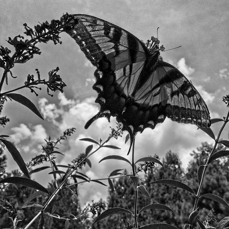 From the Nature in Black and White Series. A Tiger Swallowtail butterfly on Butterfly Bush.
