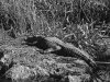 American Alligator, Everglades National Park, Florida.