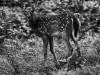 White-tailed Deer spotted faun