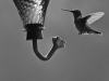 Ruby-throated Hummingbird hovering in front of a backyard feeder.