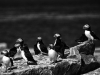 Atlantiic Puffins (Fratercula arctical) Machias Seal Island, Gulf of Maine.