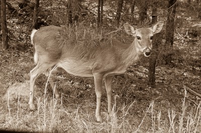 White-tailed Deer, doe. Morrow Mountain State Park, North Carolina.
