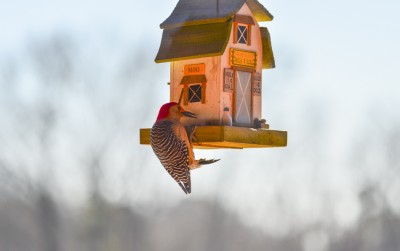 Red-bellied Woodpecker, male at bird feeder, Piedmont of North Carolina.