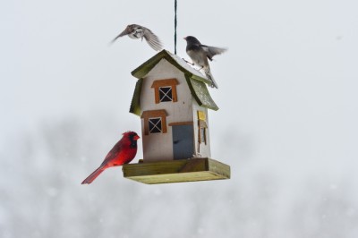 Birds at feeder in winter.