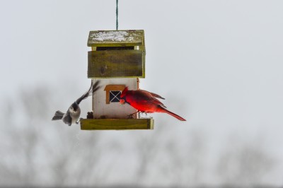 Cardinal at bird feeder.