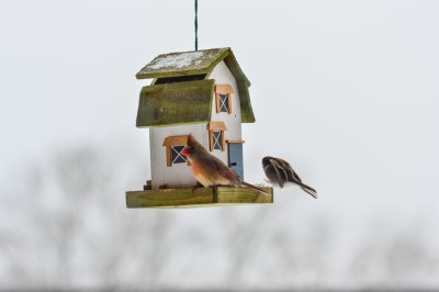 Cardinal female at bird feeder.