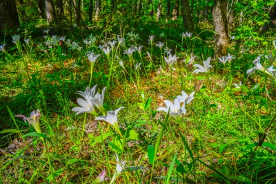 Wild white Lilies in the woods of North Carolina near the Uwharrie mountains.