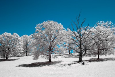 Field and tree photographed with an infrared light sensitive camera.